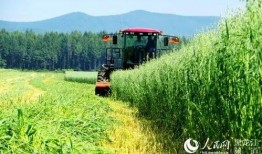 黑龙江农场爆料视频最新,揭秘神秘农业生态圈